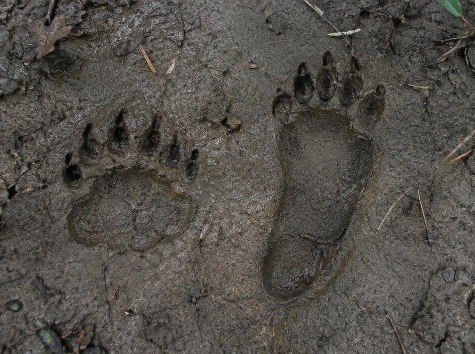 Black Bear tracks