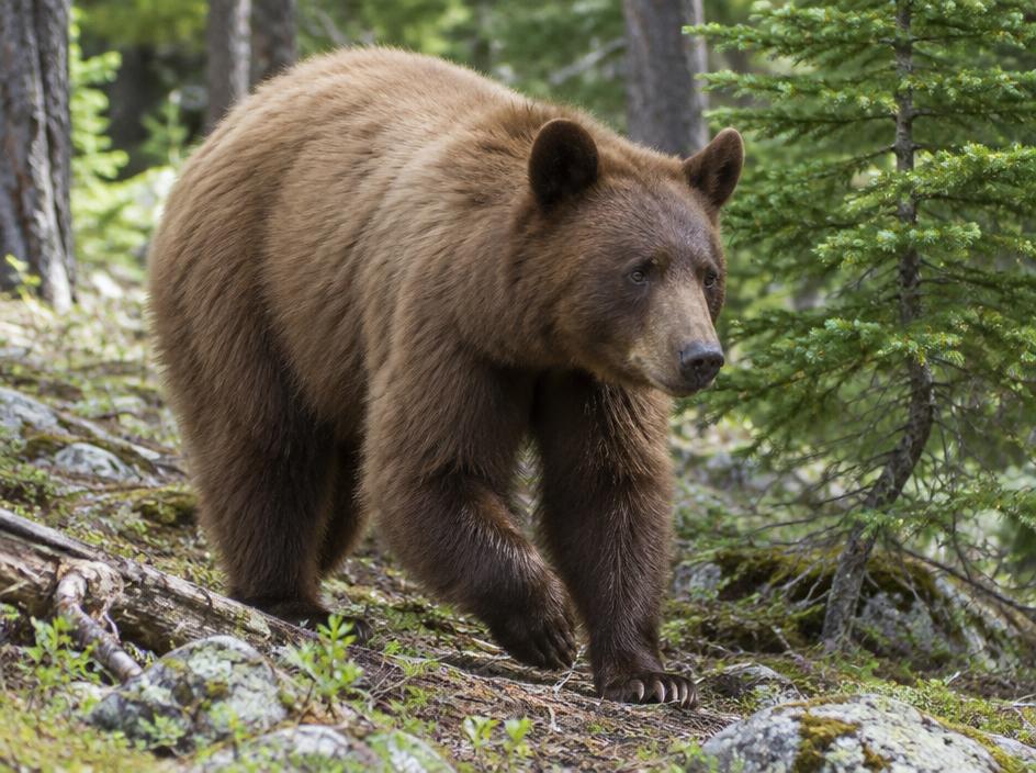 Black bear