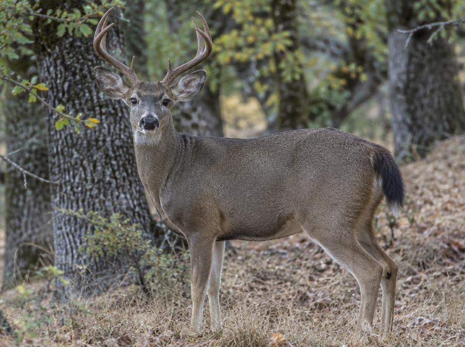 Blacktail hybrids
