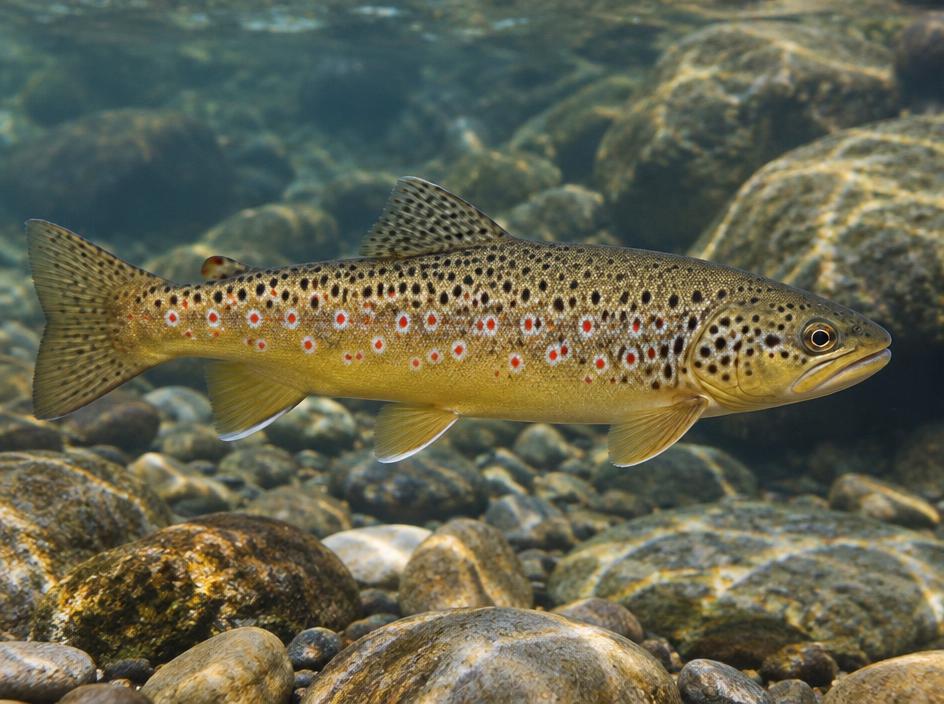 Brown trout