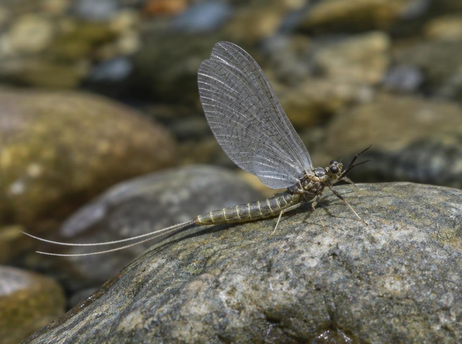 Blue Winged Olive (Baetis)