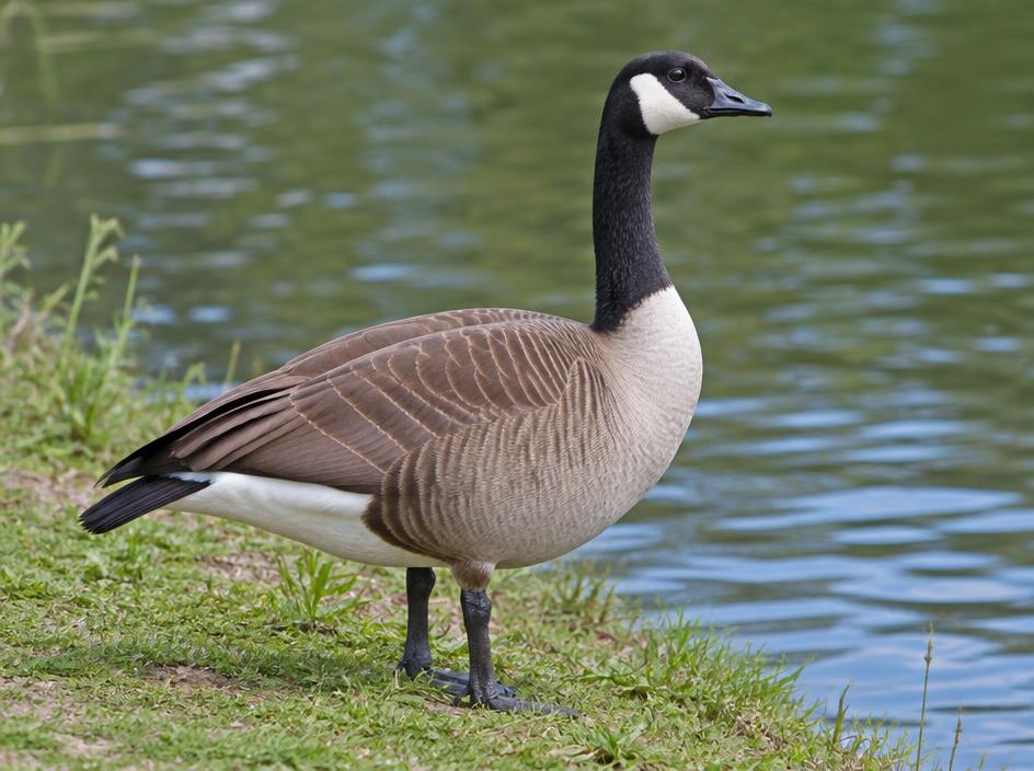 Canada / Cackling Goose