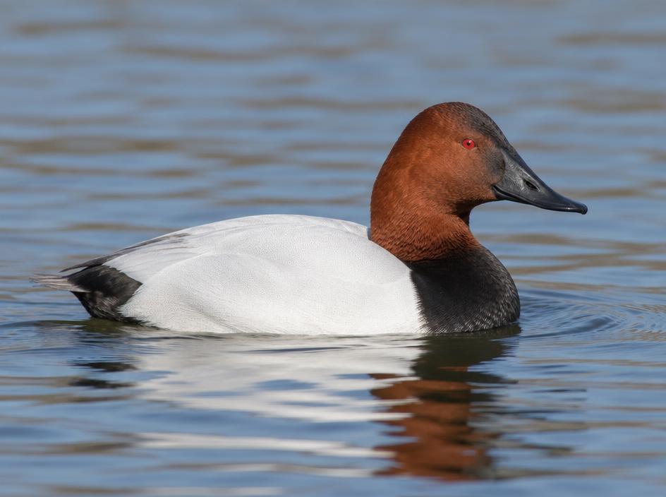 Canvasback