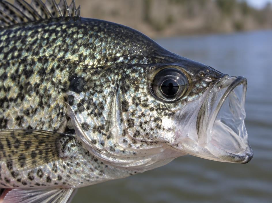 Crappie mouth