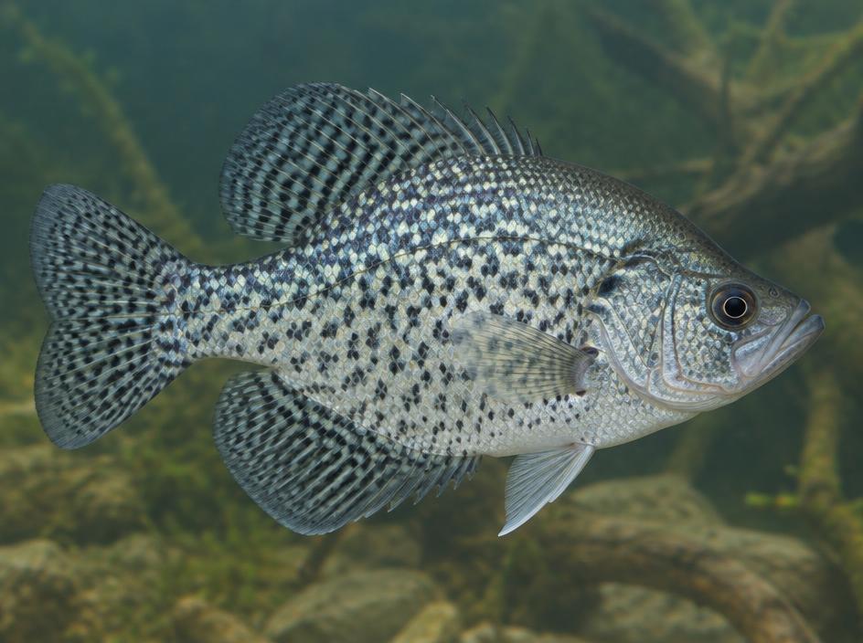 Crappie