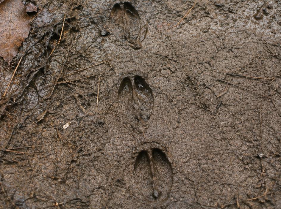 Columbian Blacktail Deer tracks