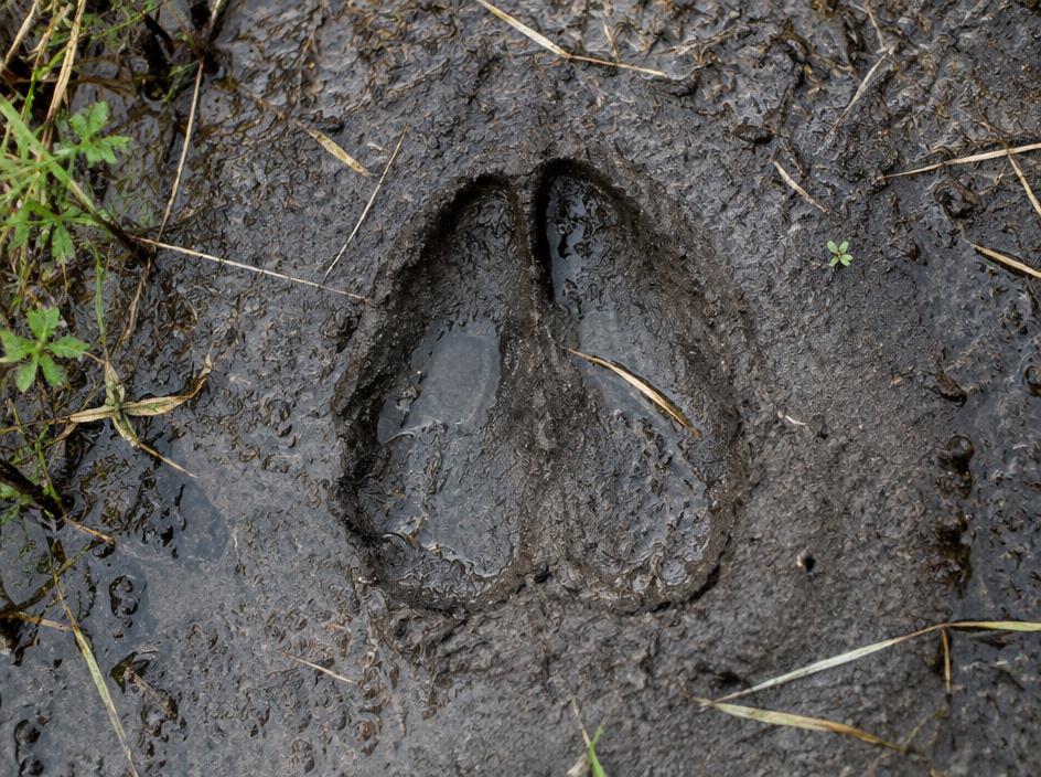 Tule Elk tracks