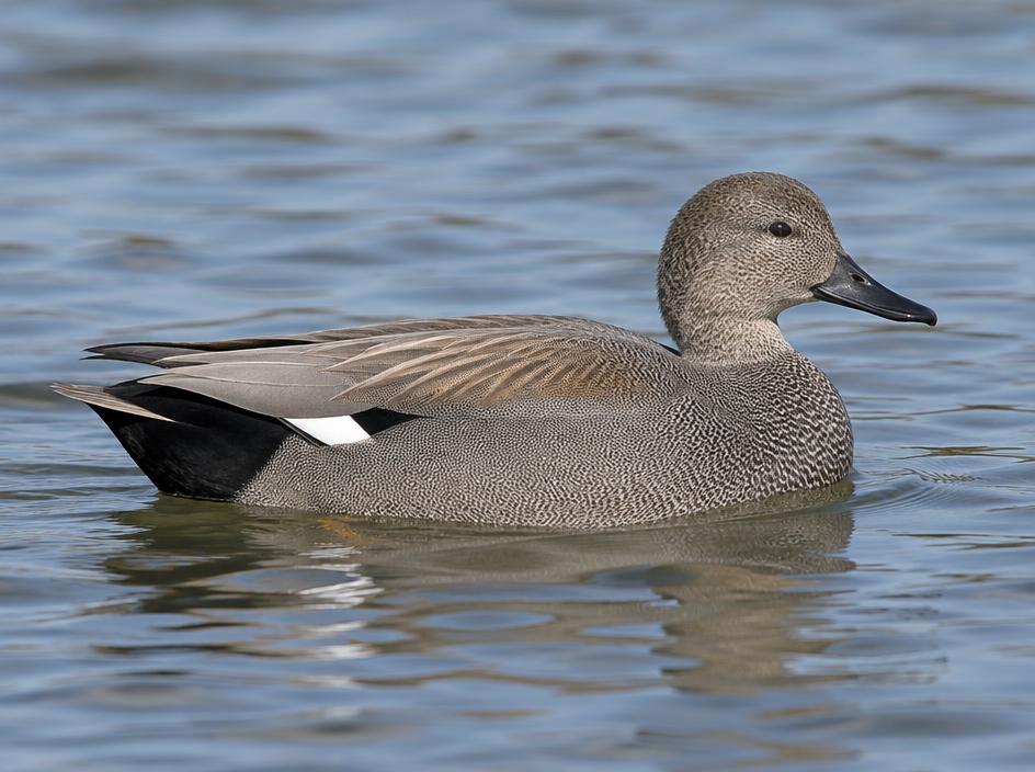 Gadwall