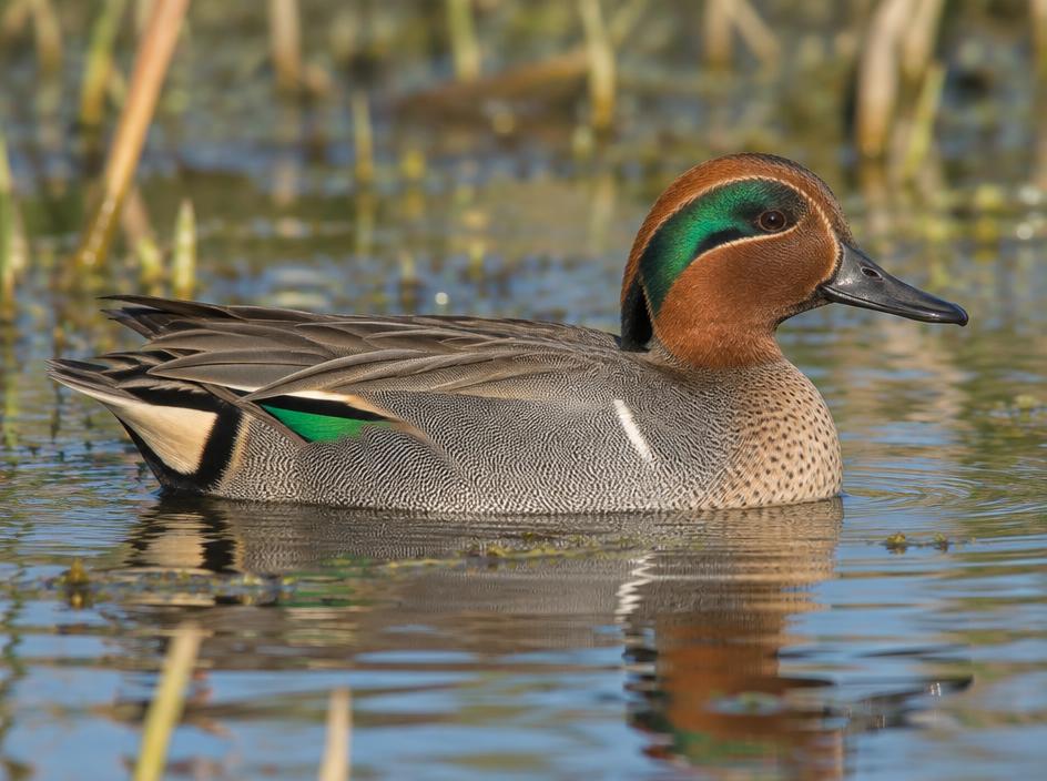 Green-winged Teal