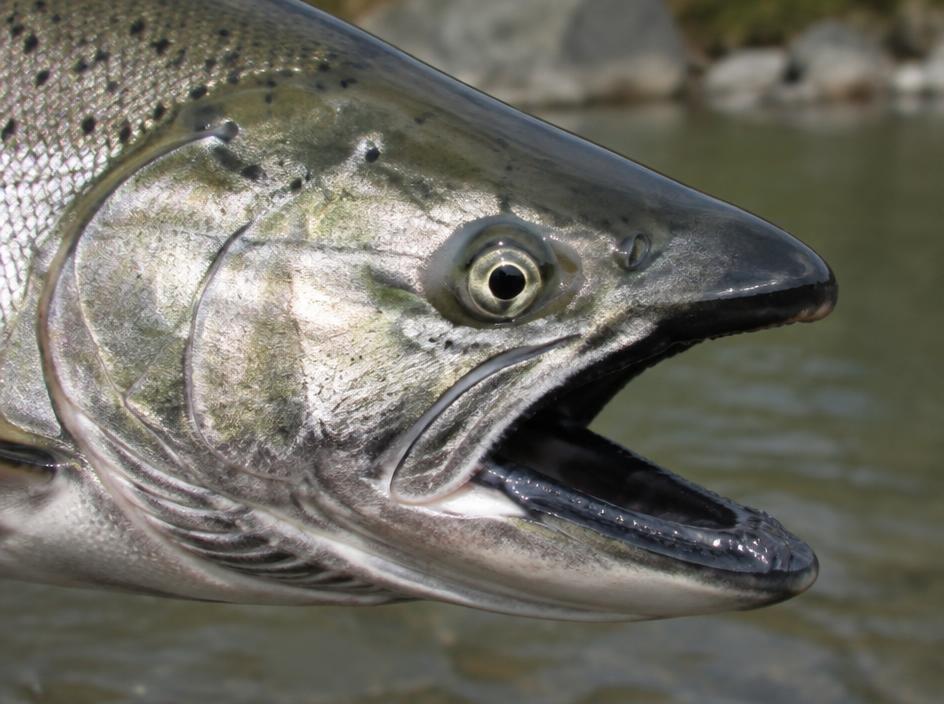King (Chinook) Salmon mouth