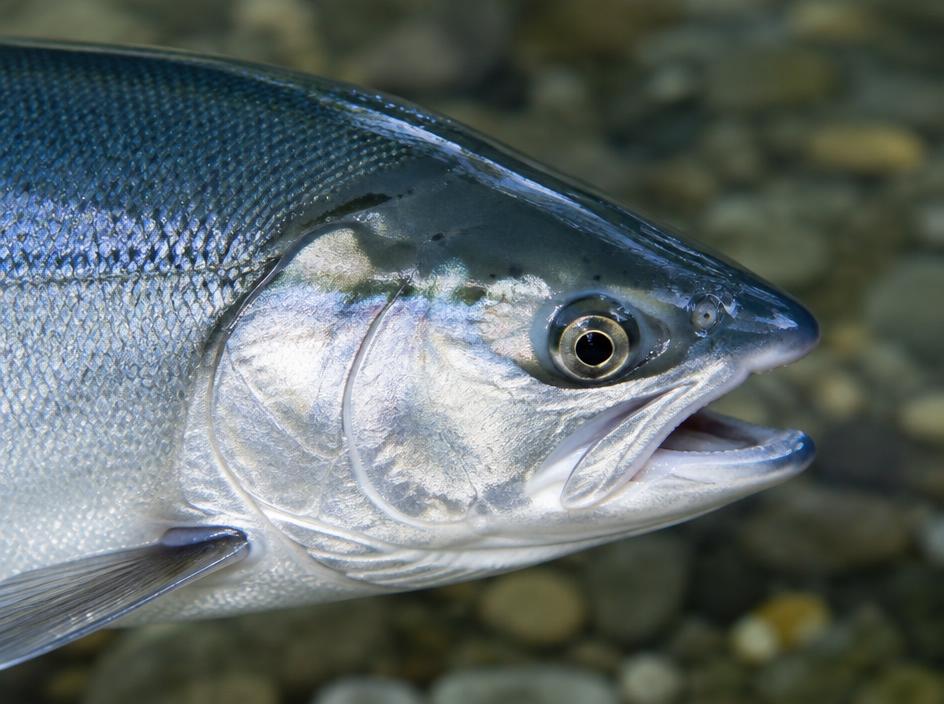 Kokanee mouth