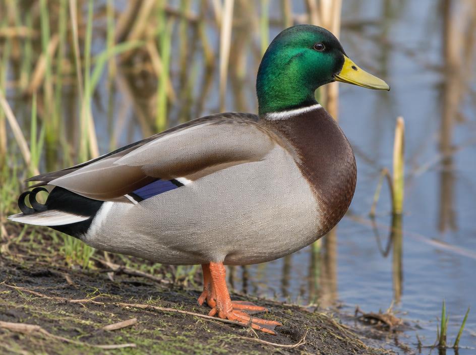 Mallard