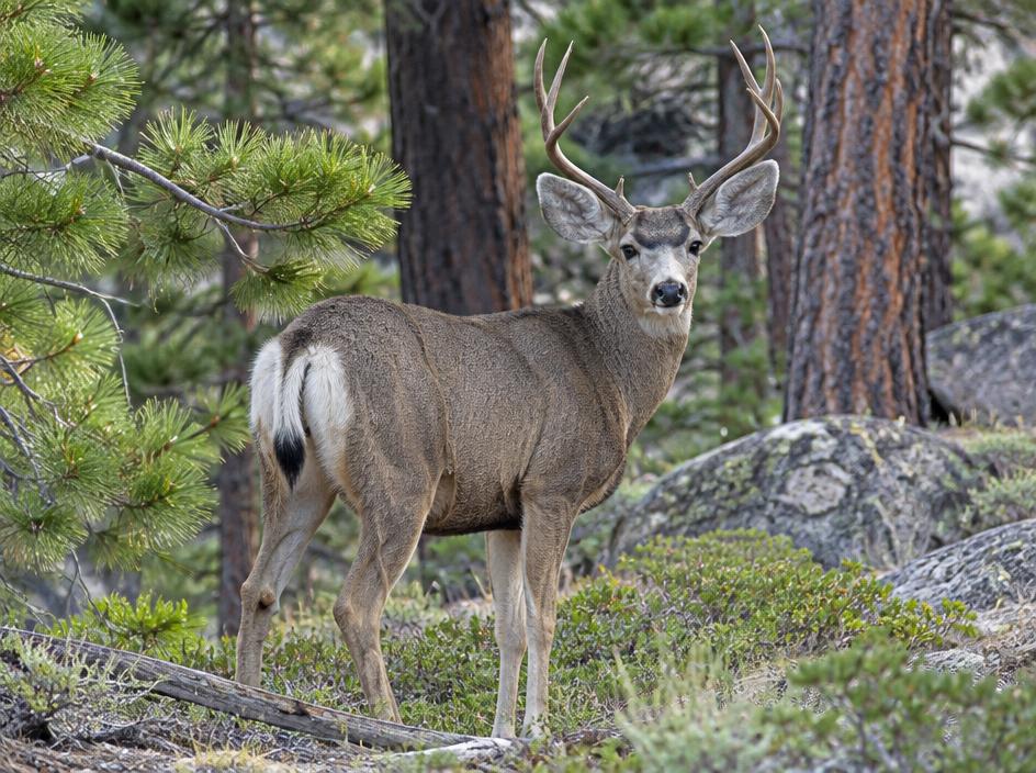 Mule deer
