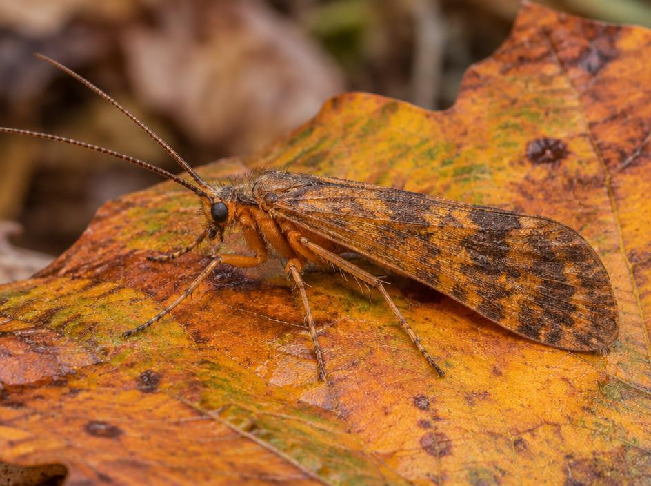 October Caddis