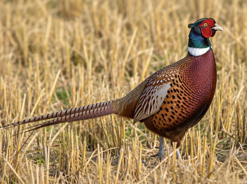 Pheasant