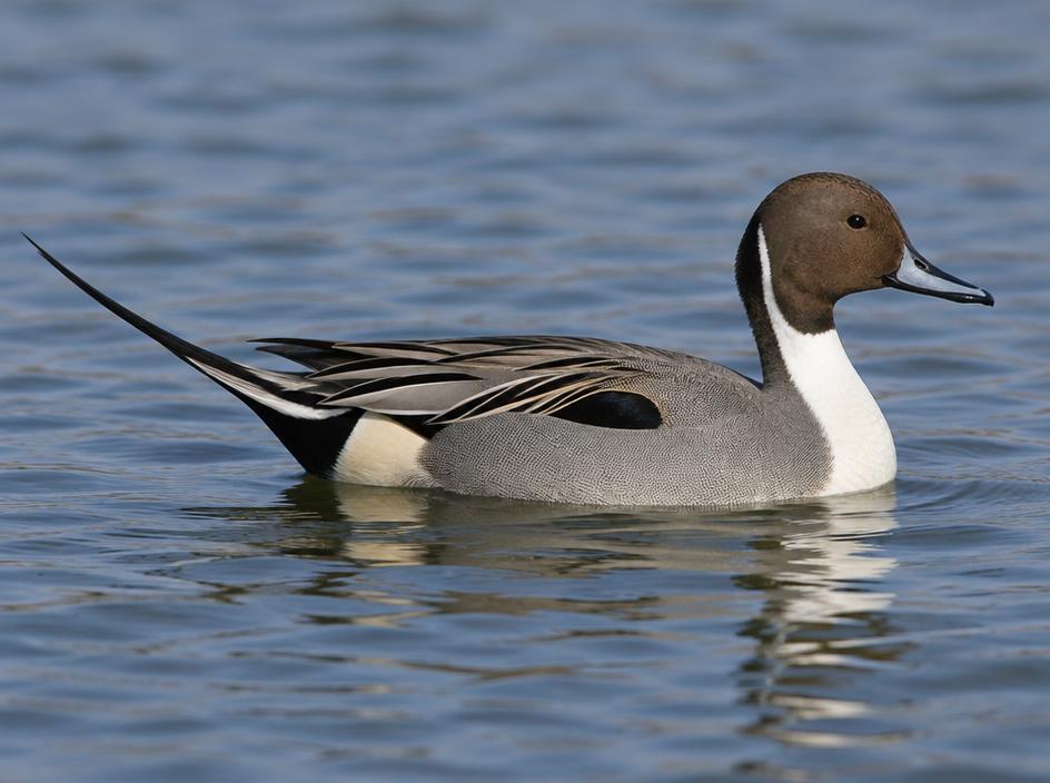 Northern Pintail
