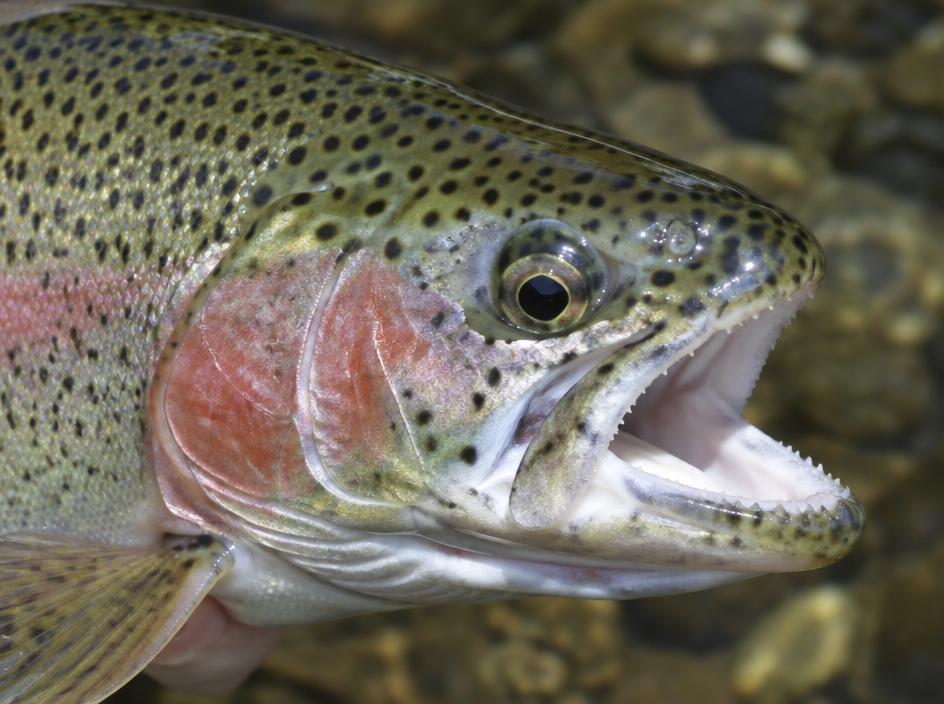 Rainbow Trout mouth