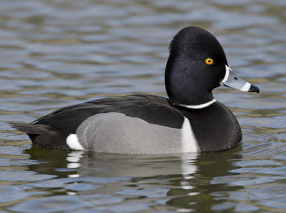 Ring-necked Duck