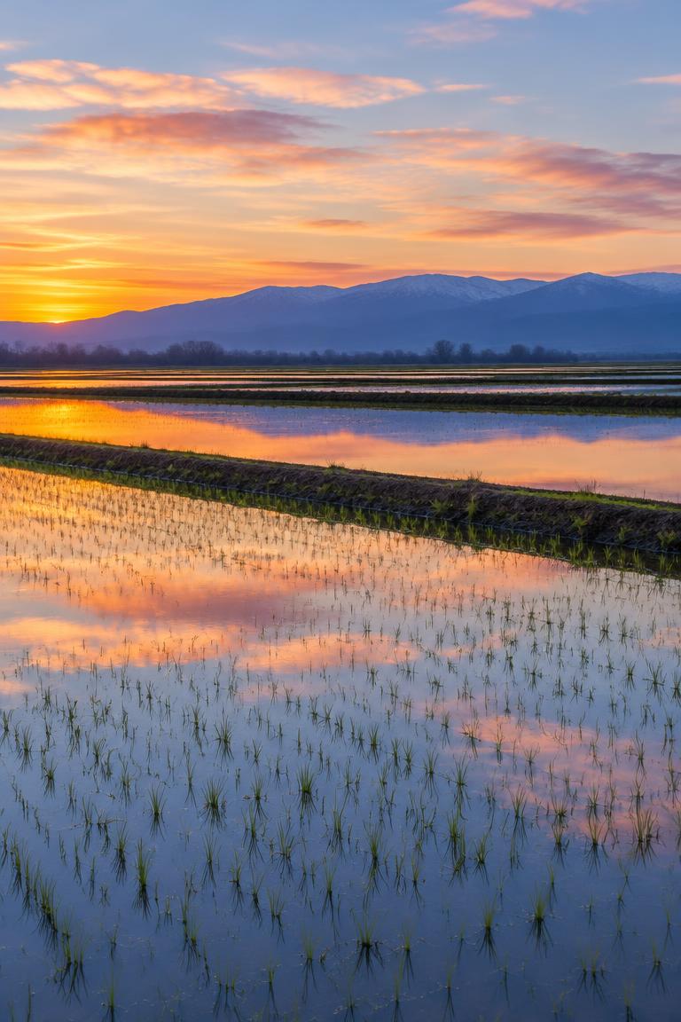 Flooded fields in the Sacramento Valley
