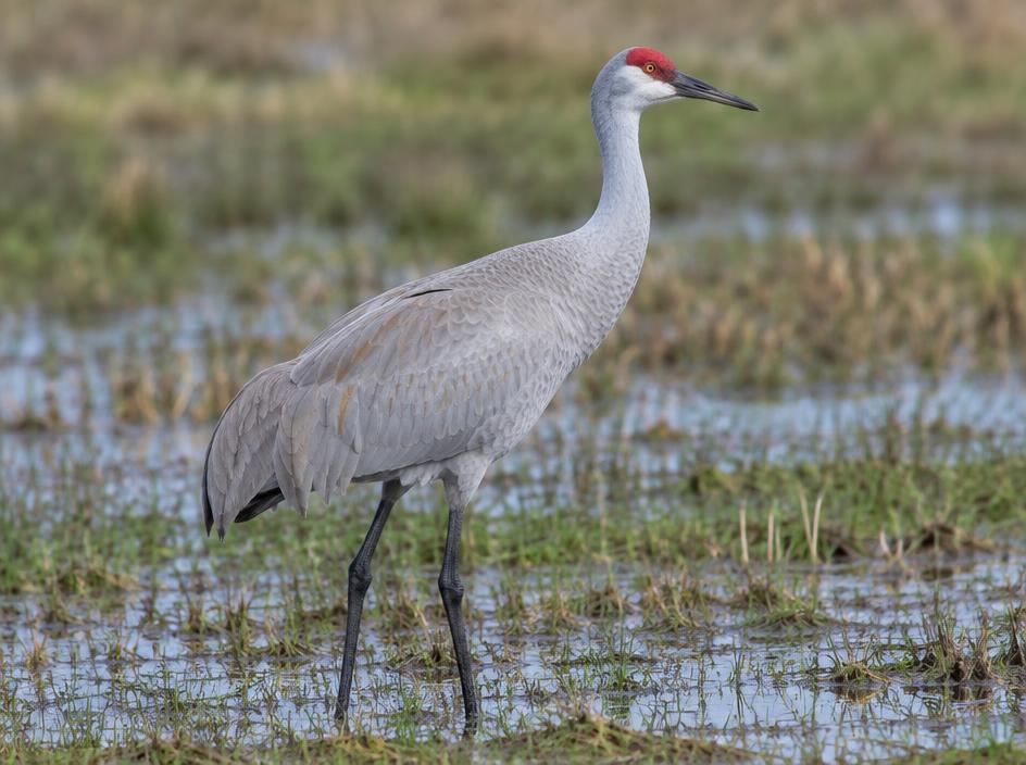 Sandhill crane viewing