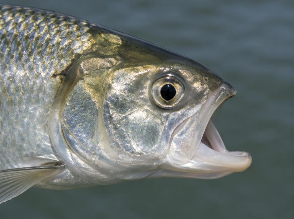 American Shad mouth