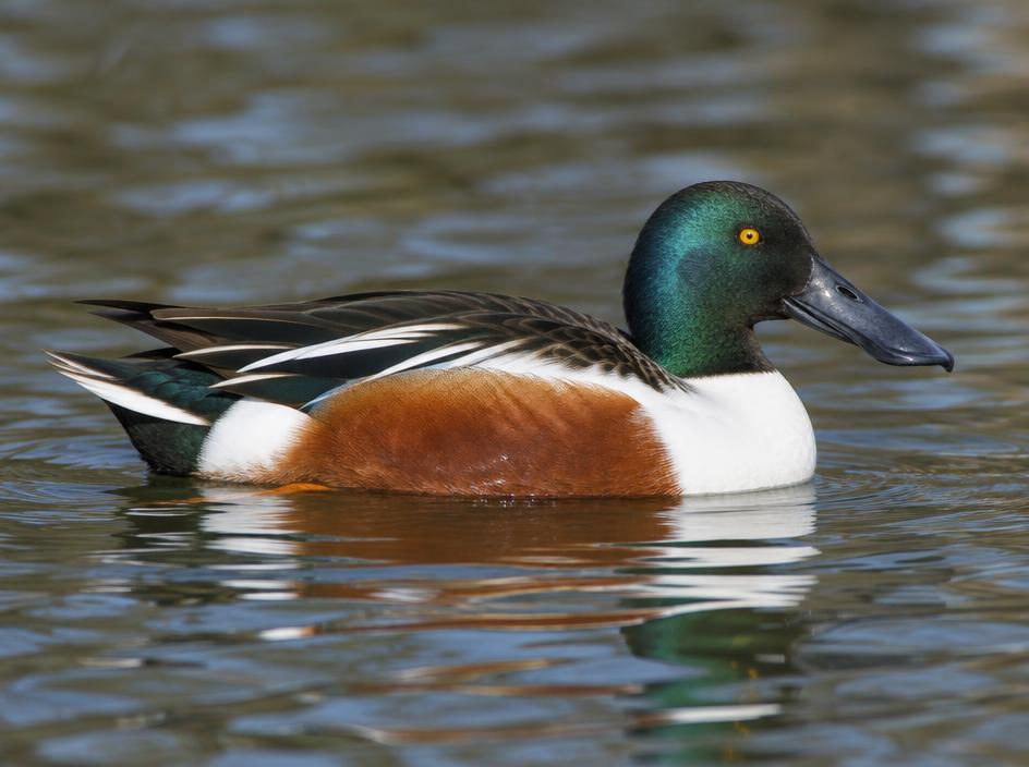 Northern Shoveler