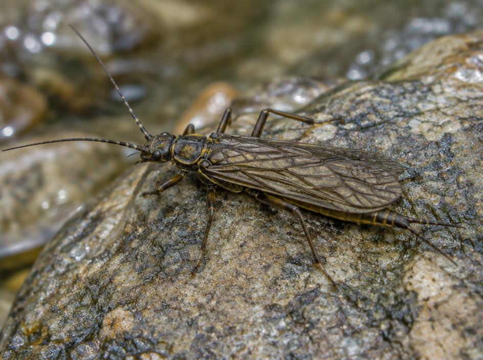 Skwala Stonefly