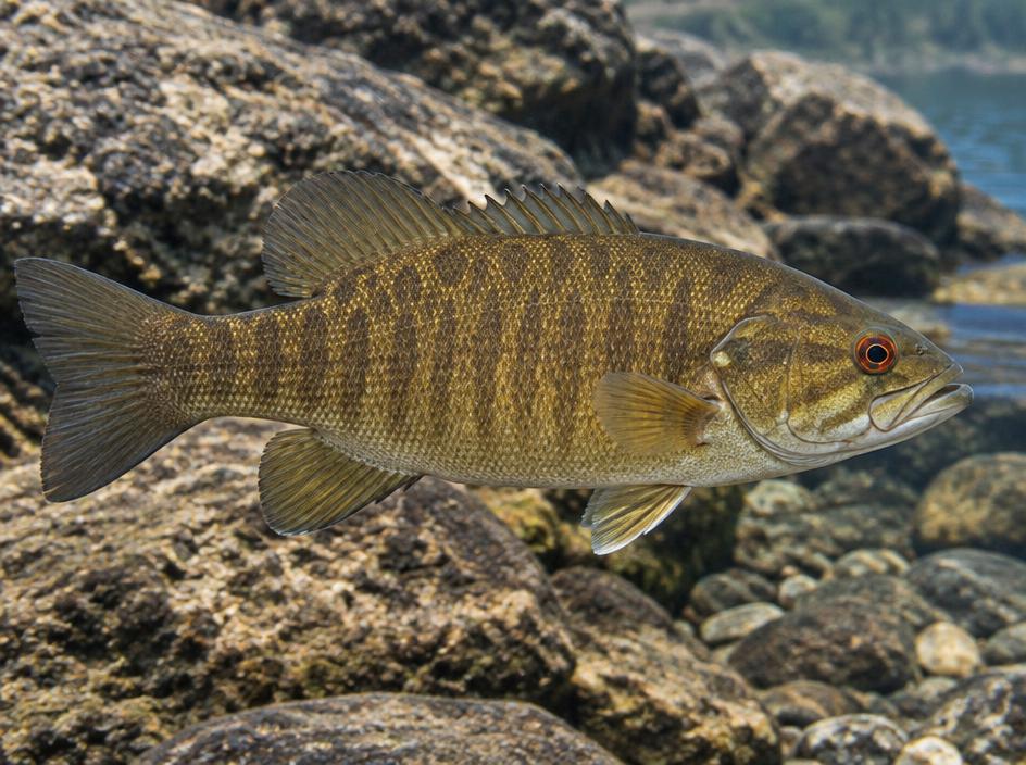 Smallmouth bass