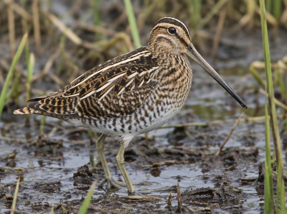 Snipe