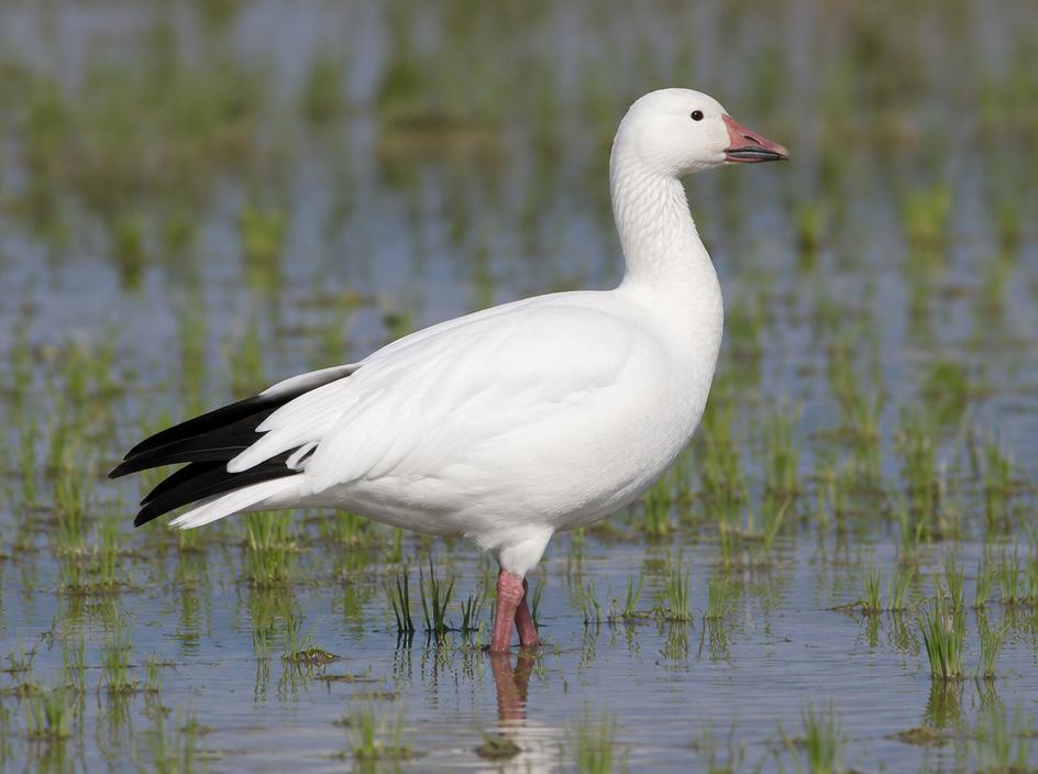 Snow Goose