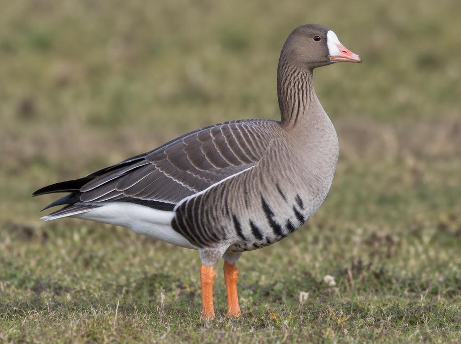 Greater White-fronted Goose