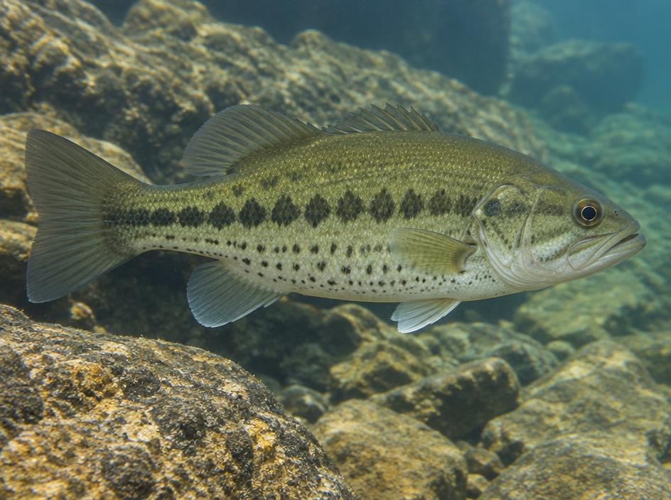 Spotted bass