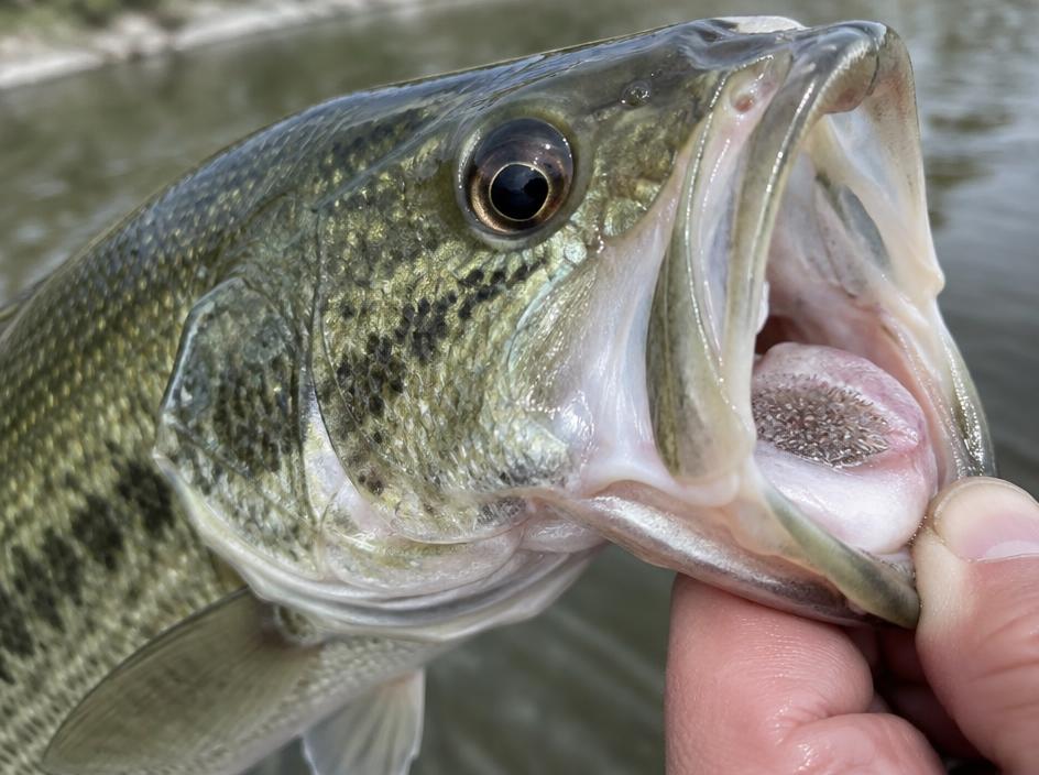 Spotted Bass mouth