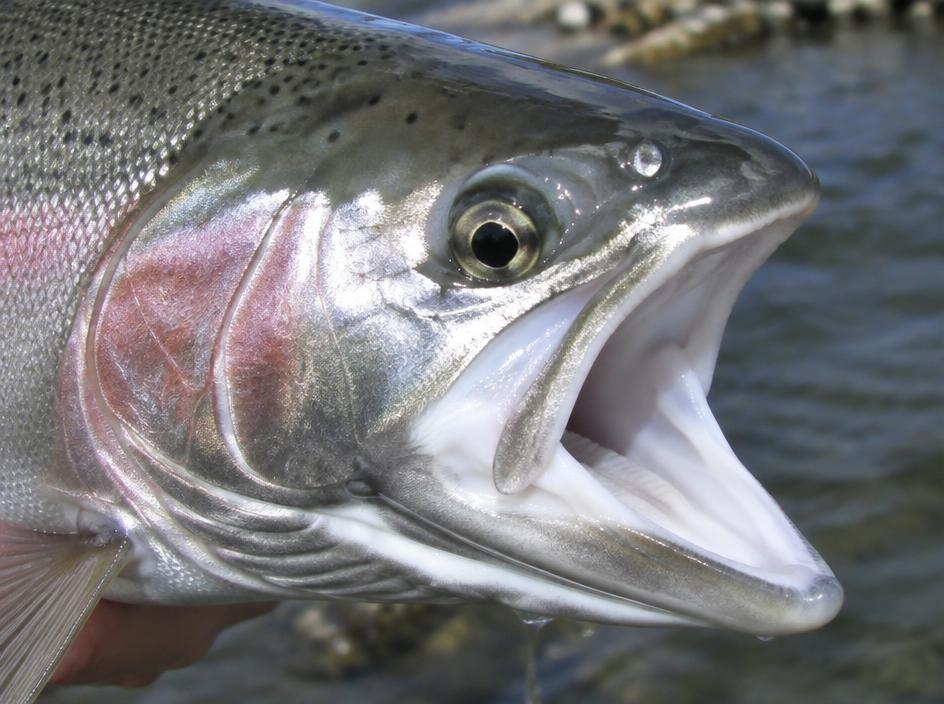 Steelhead mouth