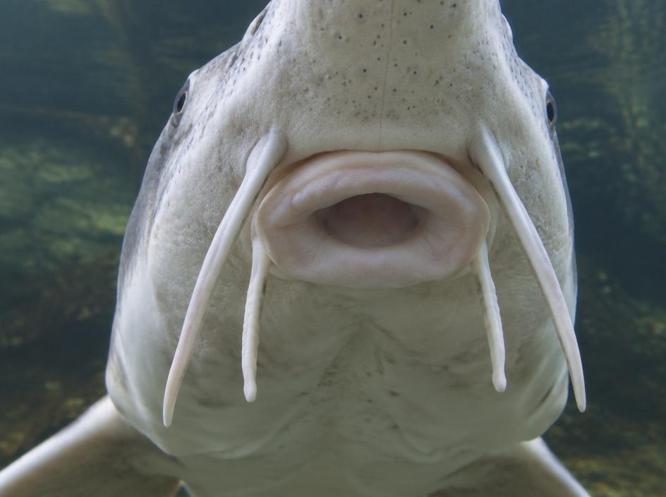 White Sturgeon mouth
