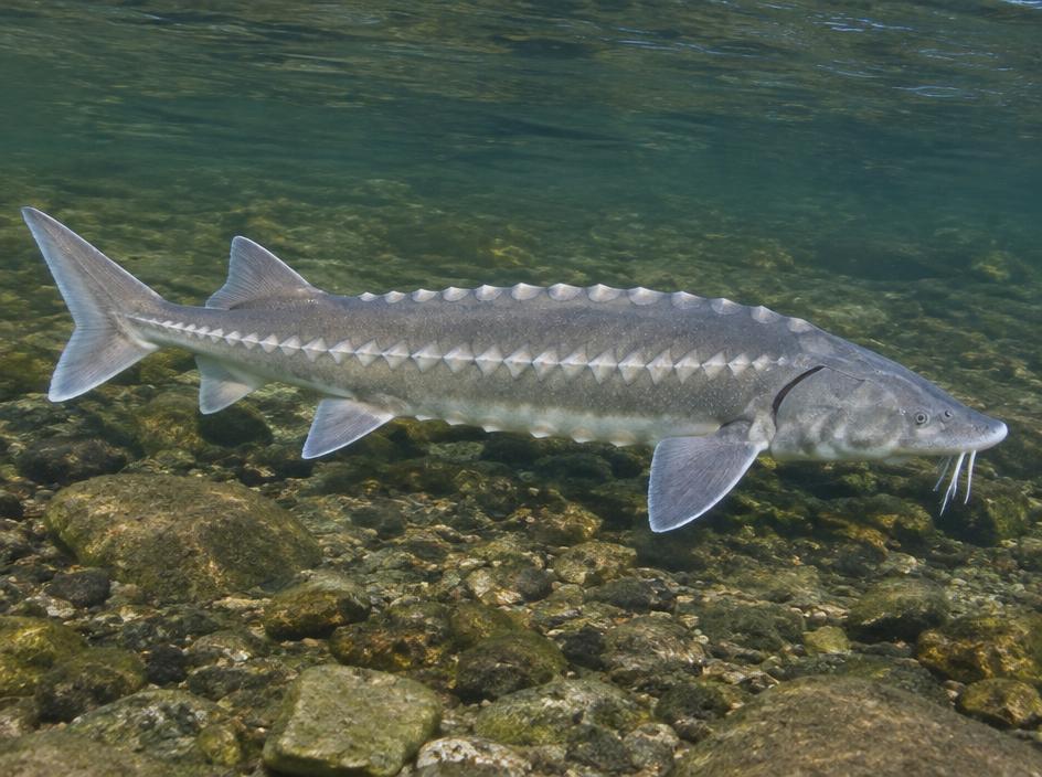 Sturgeon