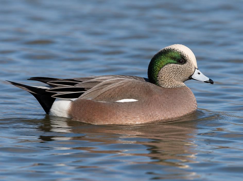 American Wigeon